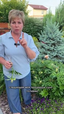 ПИОНЫ ОТЦВЕЛИ!ЧТО ДЕЛАТЬ ДАЛЬШЕ?