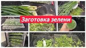 Заготовка зелени на зиму
