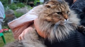 Кот Тиша как уютное украшение посиделок у костра! 🐾🔥