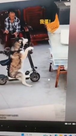 scene_output.mp4