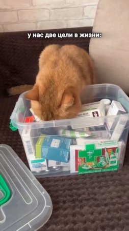 Ещё больше котиков в канале https://t.me/cotorai