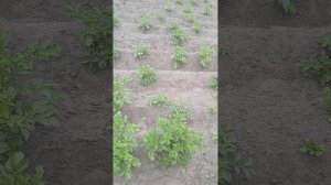 Огород в деревне