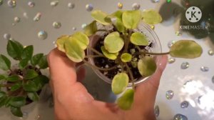 ИЗЛИШКИ ФИАЛОК ИЗ МОЕЙ КОЛЛЕКЦИИ. Фиалки почтой по России