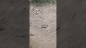 воробей плюхатель