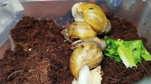 улитки ахатины часть 2