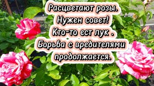 14-06-2025Нужен совет!Кто-то ест лук.Борьба с вредителями продолжается.Расцветают розы.