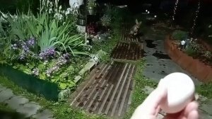 (1041) Лиса приходит в гости. Июнь 2025