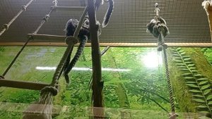 🐒Самая маленькая обезьянка🐒Игрунка обыкновенная 🐒Милейшая обезьяна🐒