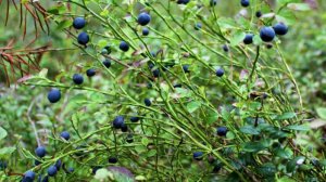 КОНЕЦ ПРОГУЛКИ