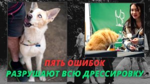 Ужасные ошибки дрессировки щенка: исправление