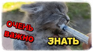 Вот чем можно докармливать котят! Это очень важно знать!