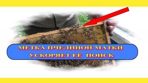 МЕТИМ МАТОК  РОЕВАЯ ВЫЛЕТЕЛА НО ВЕРНУЛАСЬ ОБРАТНО В УЛЕЙ.