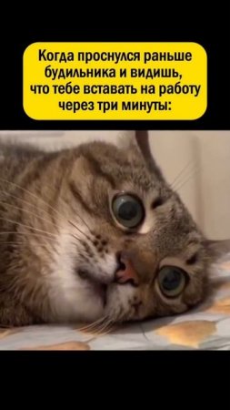 Ещё больше котиков в канале https://t.me/cotorai