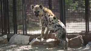 Две пятнистые африканские гиены хотят познакомиться с соседями, которые канадские волки.