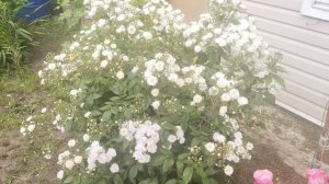 июнь цветение роз.Амадеус, мускусные гибриды