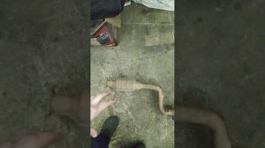 Заменил гофру выхлопной системы на катализатор