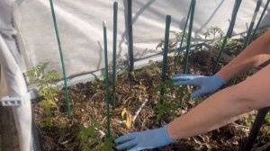 Томаты в открытом грунте в Лен. обл. пока не растут, продолжаю эксперимент  с гущей от барматухи.
