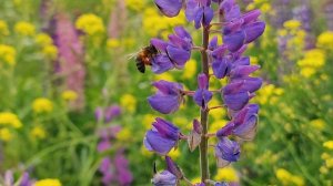 Мир насекомых. Пчела и цветок. Июнь 2025