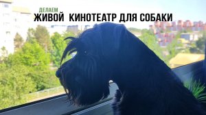 Развлечение для собаки. Делаем пункт наблюдения.