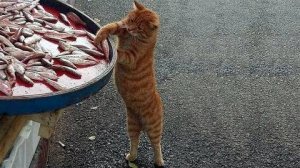 ПРИКОЛЫ С ЖИВОТНЫМИ ДО СЛЕЗ #68 Смешные КОТЫ И СОБАКИ  Приколы