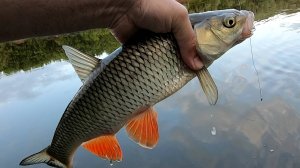 Голавль на Оке. Клёв на утренних зорях. На стики и кренки.