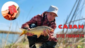 САЗАН ЕСТЬ!!РЫБАЛКА УДАЛАСЬ))ВИДЕО 2025