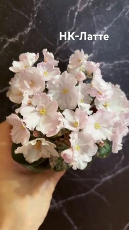 НК-Латте минифиалка #комнатныерастения #минифиалки #flowers