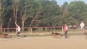 ЮНИОРЫ КОБЕЛИ / КЧК НОВОРОССИЙСК 13 июня`25 Ю.Овсянникова Моно немецких овчарок