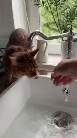 Бенгальская кошка Леопарда #прикол