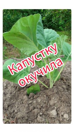 Капустку окучила