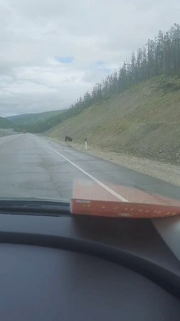 Глава Циолковского встретил медвежонка по дороге в Тынду.
