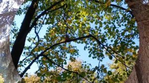 🐿Беличье царство в Рязанском парке🐿Рыжие красотки совсем не боятся людей🐿