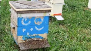 Ещё один безматочный отводок вышел роем, повисел на дереве минут 5 и зашёл обратно домой.