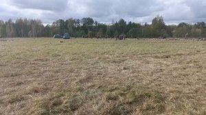 Военно-исторический фестиваль "Прорывъ".