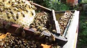 при осмотре пчел увидел что роевых мисочках есть яйца, отсадил матку, прошло 30 дней, 13.06.2025