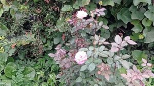 🍁Осень наступила 🍁А цветы всё также прекрасны🍁Яблок совсем нет, зато урожай боярышника радует🍁