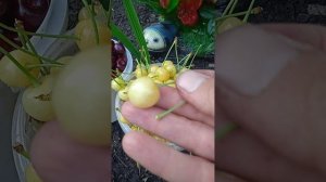 Свежие витаминки на ужин