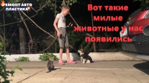 Вот такие милые животные у нас появились