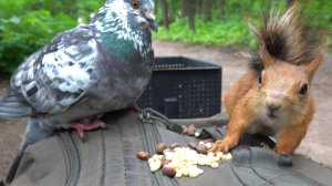 Незнакомая белка. Страшная синица. И боевой голубь