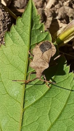 Клоп Краевик окаймлённый, или краевик щавелевый (Coreus marginatus)