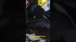 Гладиолусы будут цвести пышным букетом, если сделаете так! Как посадить гладиолусы в кашпо