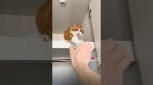 коты