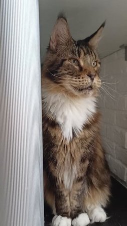 Лоря 🐱 Утром