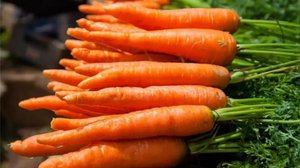 Посадка морковки в яичные ячейки хороший урожай как правильно и лучше садить для исключения сорняков