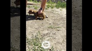 Щенок Американский Булли
питомник - The Power Of Siberia