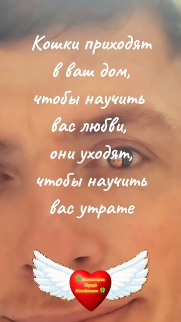 Кошки приходят в Дом #shorts #цитаты #мудрость #психология #жизнь #отношения #саморазвитие #советы #