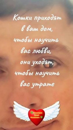Кошки приходят в Дом #shorts #цитаты #мудрость #психология #жизнь #отношения #саморазвитие #советы #