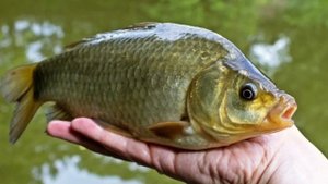 Рыбалка на карася