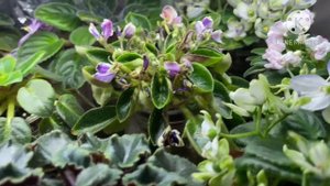 Обзор цветущих фиалок в сентябре 2024