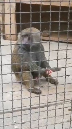 ЕЛИСЕЮ сухофрукты а РОККИ мясо Парк львов Тайган #тайган